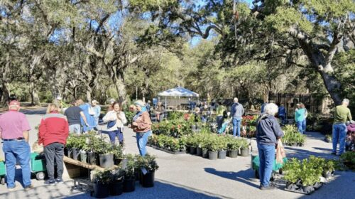 Fall Plant Market