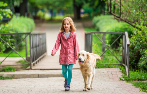 little-girl-walking-with-golden-retriever-outdoors-park